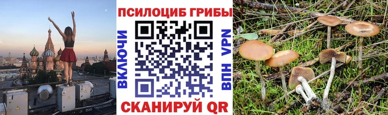 как найти закладки Меленки Псилоцибиновые грибы Cubensis